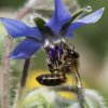 Abeille sur Bourrache. Jardin Nestin. Véronique côme